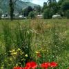 Coquelicots