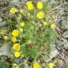 Potentille  sept folioles