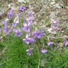 Violette cornue