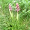 Orchis mle