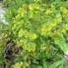 Euphorbe characias