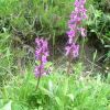 Orchis mle