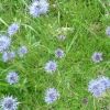 Jasione des montagnes