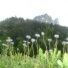 Jasione des montagnes