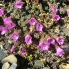 Saxifrage  feuilles opposes
