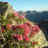 Rhododendron