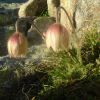 Pulsatille printanire