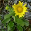 Doronic  grandes fleurs