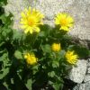 Doronic  grandes fleurs