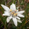 Edelweiss