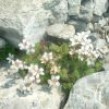 Saxifrage d'Irat