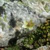 Saxifrage d'Irat