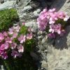 Androsace cilie