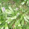 Jacinthe des Pyrnes
