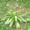 Jacinthe des Pyrnes