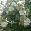 Potentille  feuilles d'alchmille