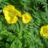 Meconopsis du Pays de Galles