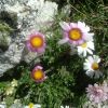 Leucanthme des Alpes