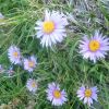 Aster des Alpes