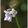 Cardamine des prs