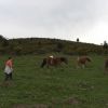 Pottoks en montant vers le Mandale