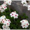 Androsace velue