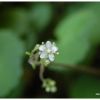 Fleur de la saxifrage hirsute