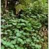 Saxifrage hirsute