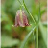Fritillaire des Pyrnes