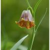 Fritillaire des Pyrnes