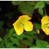 Mconopsis du Pays de Galles