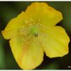 Mconopsis du Pays de Galles