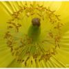 Mconopsis du Pays de Galles
