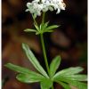 Asprule odorante