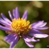 Aster des Alpes