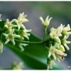 Dompte-venin officinal