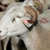 Mouton dans la valle de Has