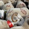 Moutons aux Aguilous