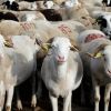 Bonjour les moutons