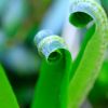 Macro dans le trou de Bozouls
