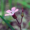 Fleur dans le trou de Bozouls