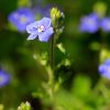 Fleur dans le trou de Bozouls