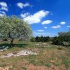 Arbre au dessus du cirque de Navacelles