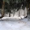 Neige sur le sentier botanique de Laguiole
