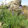 Fleurs et rochers sur le plateau, la randonne se termine bientt