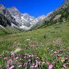 Tapis de fleurs en montant au refuge des Bans