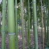 Balade dans le parc de Bourran 7