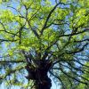 Arbre impressionnant  ct de Souyri, en Aveyron
