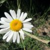 Marguerite des prs en Aveyron lors de la randonne
