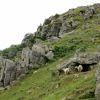 Brebis et vautours: lors de la randonne au Mondarrain